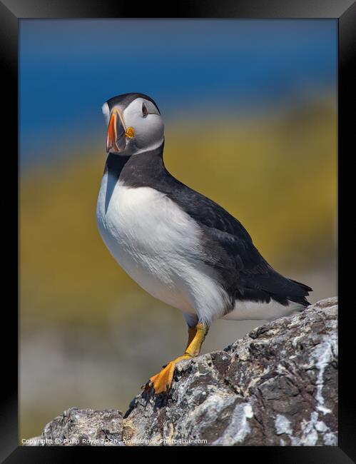 Puffin Full Body Portrait facing to the left Framed Print by Philip Royal