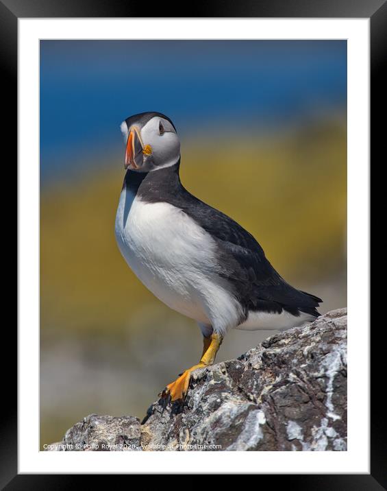 Puffin Full Body Portrait facing to the left Framed Mounted Print by Philip Royal