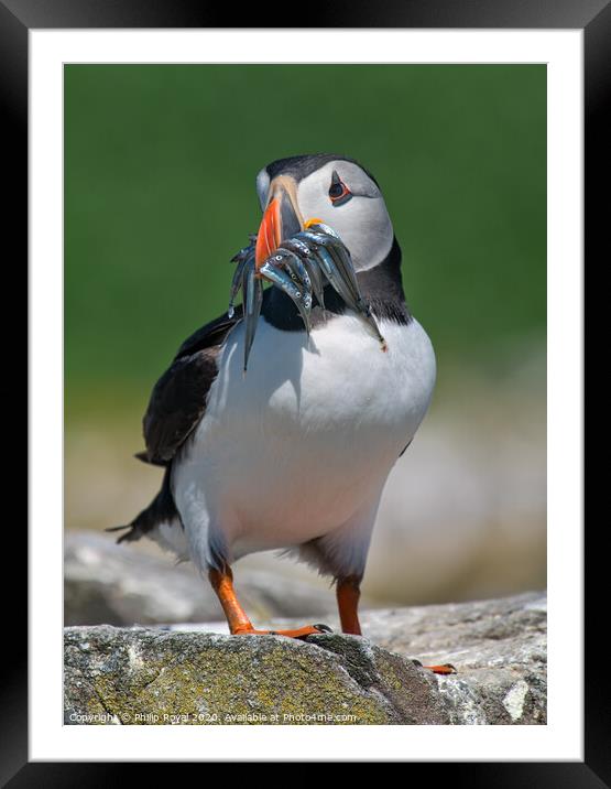 Puffin with beak full of Sand Eeels looking to left Framed Mounted Print by Philip Royal