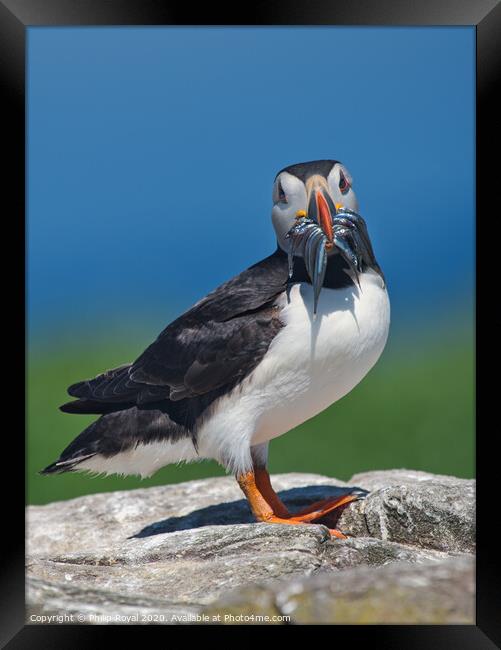 Puffin with beak full of Sand Eels Framed Print by Philip Royal