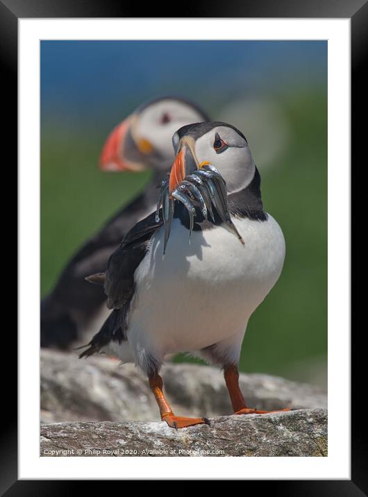 Puffin with Sand Eels on Rocks Framed Mounted Print by Philip Royal