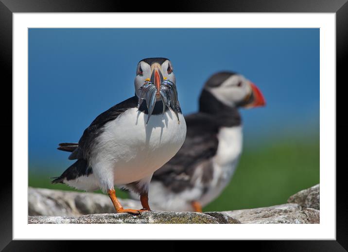 Puffin and Sand Eels on Rocks Framed Mounted Print by Philip Royal