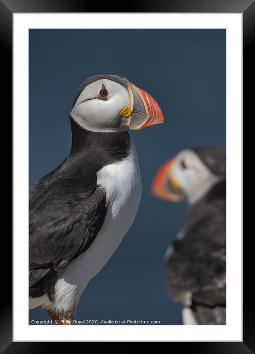 Puffin Portrait looking to the right Framed Mounted Print by Philip Royal
