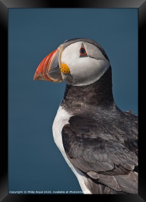 Puffin Upper Body Portrait looking to the left Framed Print by Philip Royal