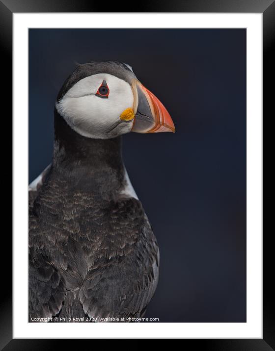 Puffin Upper Body Portrait looking over shoulder Framed Mounted Print by Philip Royal