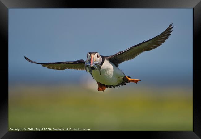 Puffin with Sand Eels head on in flight Framed Print by Philip Royal