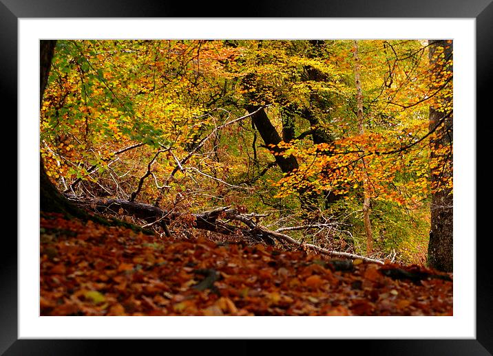 Autumn Framed Mounted Print by martin davenport
