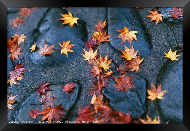 MXI30978 Fallen yellow red Japanese maple leaves Framed Print by MaximImages Wall Art