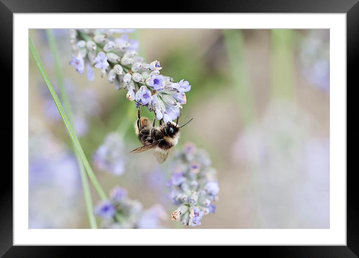 The busy bee Framed Mounted Print by john english