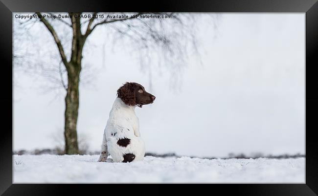  Spaniel In The Snow Framed Print by Phil Durkin DPAGB BPE4