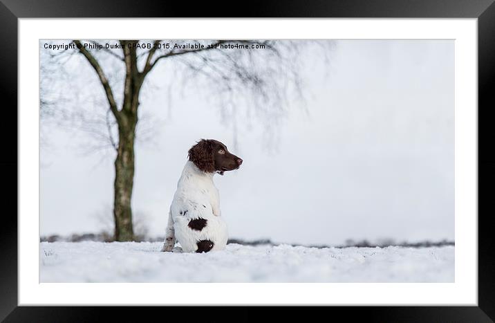  Spaniel In The Snow Framed Mounted Print by Phil Durkin DPAGB BPE4
