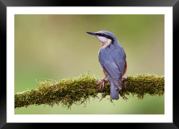 Perched Nuthatch Framed Mounted Print by Phil Durkin DPAGB BPE4