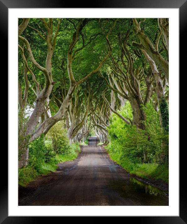  The Dark Hedges Northern Ireland Framed Mounted Print by Phil Durkin DPAGB BPE4