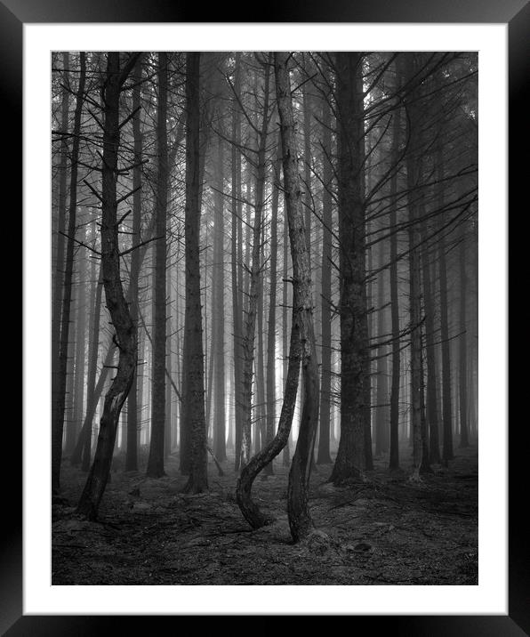 Pine Tree Forest In The Fog  - 3 of 3 Framed Mounted Print by Phil Durkin DPAGB BPE4