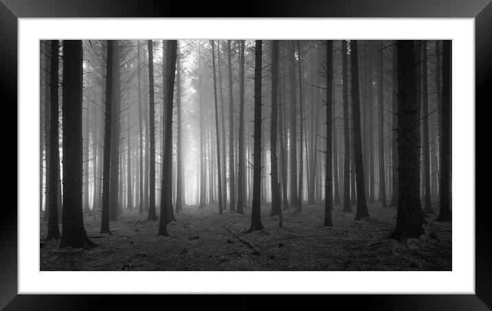Pine Tree Forest In The Fog  - 2 of 3 Framed Mounted Print by Phil Durkin DPAGB BPE4