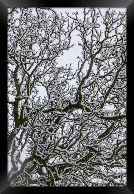 Snow Covered Oak Tree - 3 of 3 Framed Print by Phil Durkin DPAGB BPE4