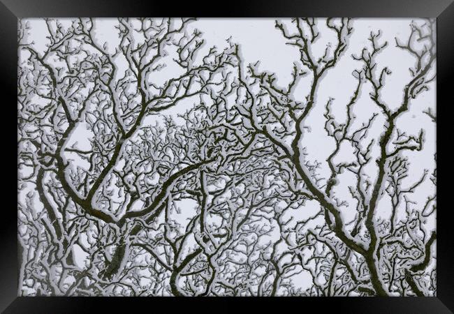 Snow Covered Oak Tree 2 of 3 Framed Print by Phil Durkin DPAGB BPE4