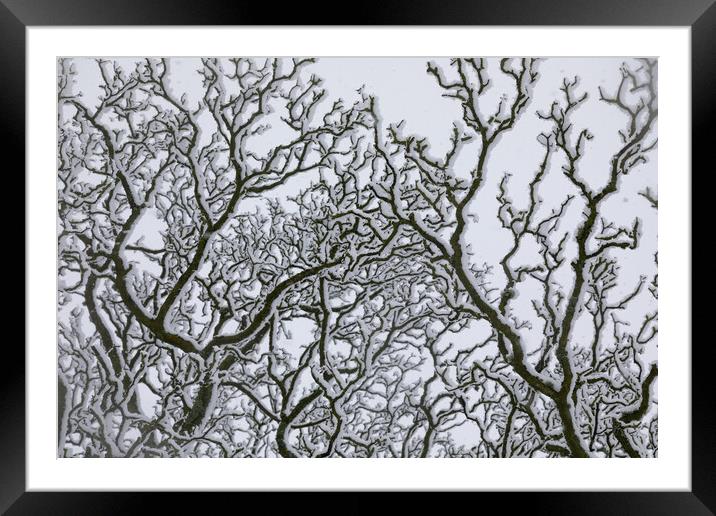 Snow Covered Oak Tree 2 of 3 Framed Mounted Print by Phil Durkin DPAGB BPE4