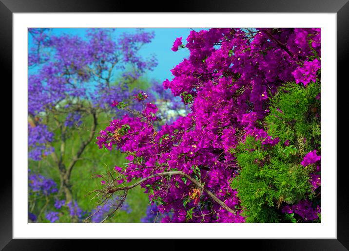 Colorful plants in the streets of Seville Framed Mounted Print by Jose Manuel Espigares Garc
