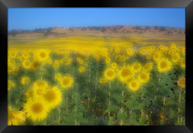 Sunflower field in Carmona -Seville- Arahal Road Framed Print by Jose Manuel Espigares Garc
