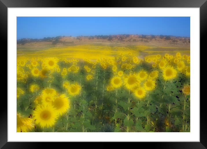 Sunflower field in Carmona -Seville- Arahal Road Framed Mounted Print by Jose Manuel Espigares Garc