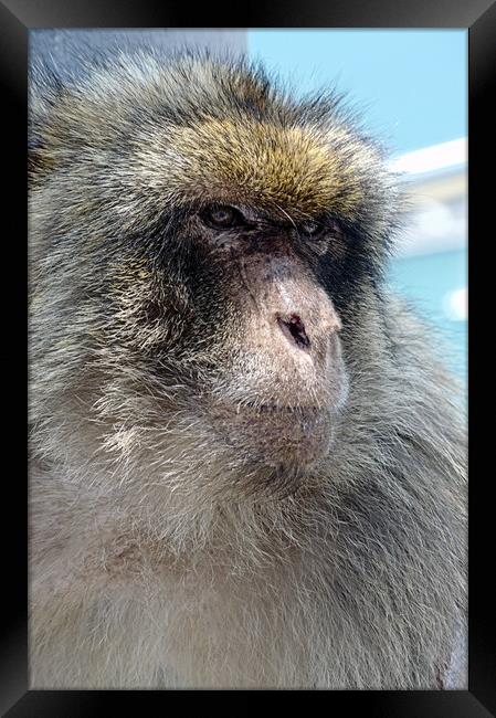 A close up of a monkey Framed Print by Jose Manuel Espigares Garc