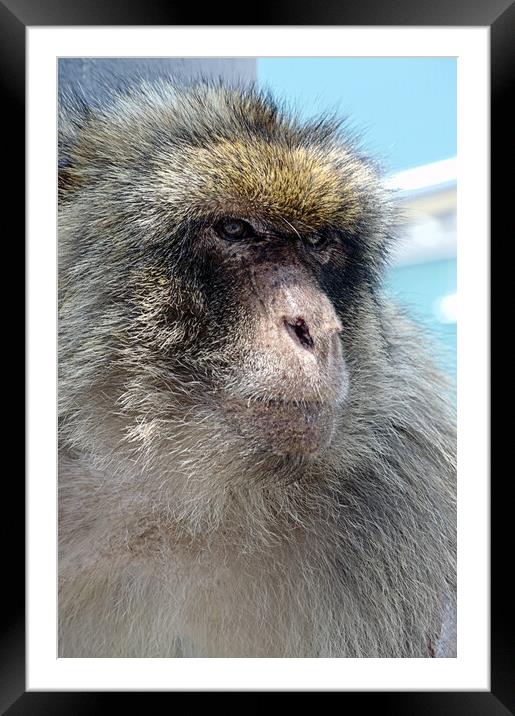 A close up of a monkey Framed Mounted Print by Jose Manuel Espigares Garc