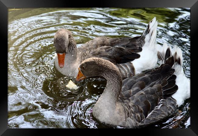 Two  ducks in a river Framed Print by Jose Manuel Espigares Garc