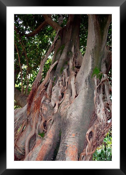 Gardens of Sevilla 6.- tree trunk Framed Mounted Print by Jose Manuel Espigares Garc