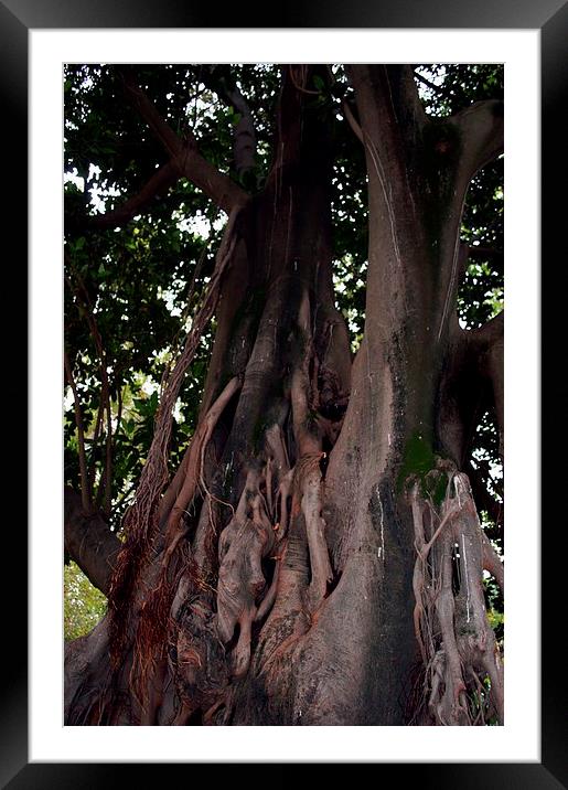 Gardens of Sevilla 7.- tree trunk Framed Mounted Print by Jose Manuel Espigares Garc