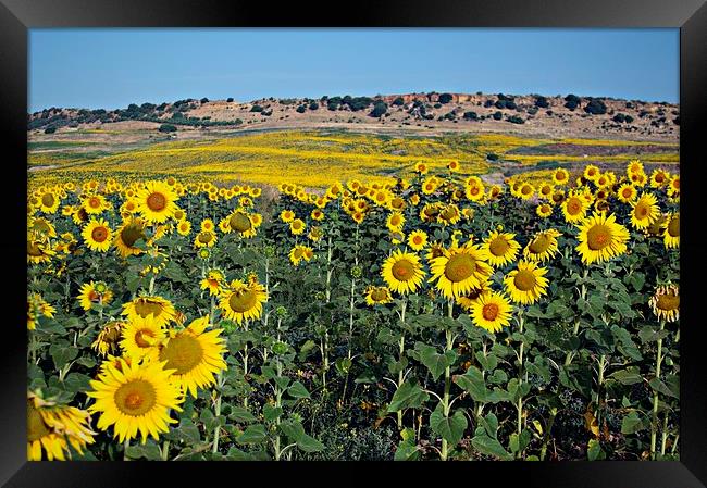 Field of sunflowers Framed Print by Jose Manuel Espigares Garc