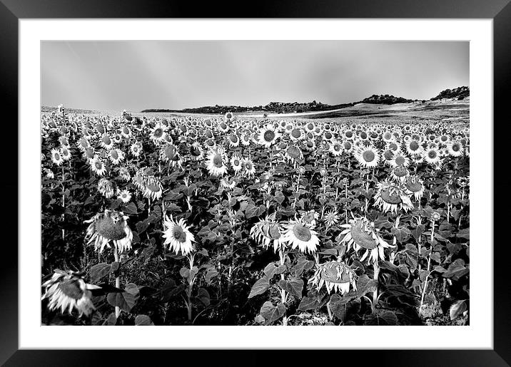 Field of sunflowers in grey Framed Mounted Print by Jose Manuel Espigares Garc