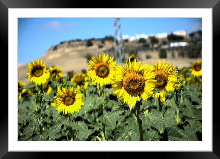 These are sunflowers in a field near Carmona. In t Framed Mounted Print by Jose Manuel Espigares Garc