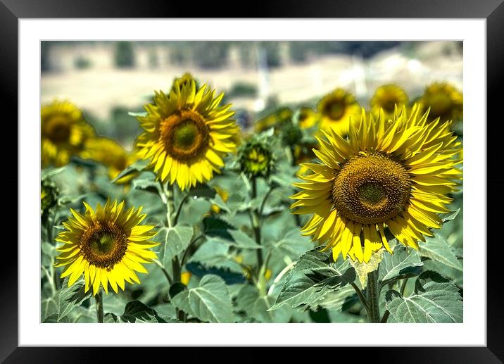 These are sunflowers in a field near Carmona. In t Framed Mounted Print by Jose Manuel Espigares Garc