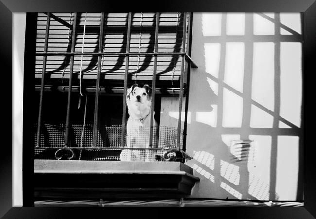 Lomography - A dog at the window Framed Print by Jose Manuel Espigares Garc