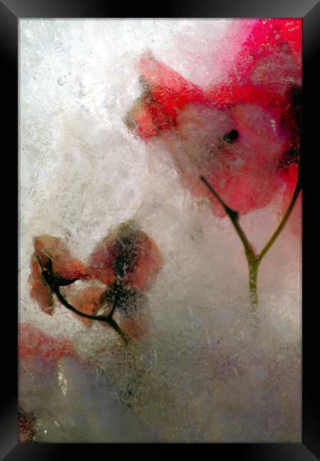 bougainvillea flowers in ice, a composition Framed Print by Jose Manuel Espigares Garc