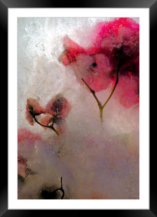 bougainvillea flowers in ice, a composition Framed Mounted Print by Jose Manuel Espigares Garc