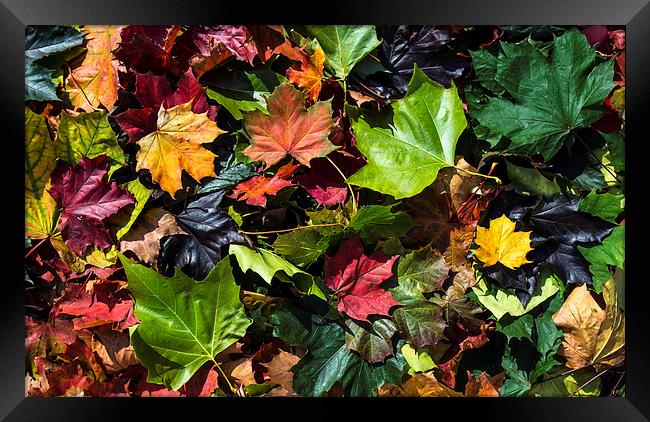  Autumn leaves Framed Print by Mike Sannwald