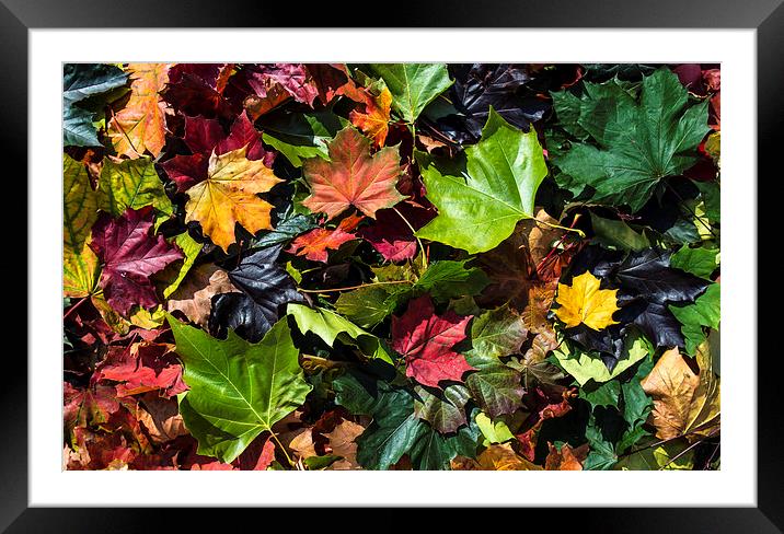  Autumn leaves Framed Mounted Print by Mike Sannwald