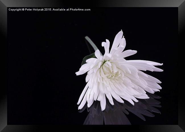 Chrysanthemum Reflection Framed Print by Pete Holyoak