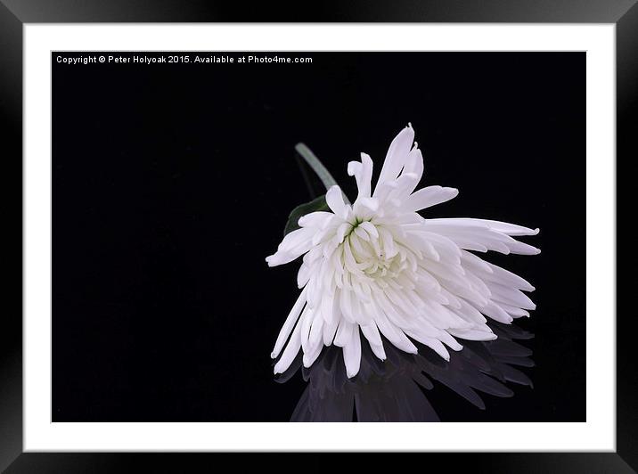 Chrysanthemum Reflection Framed Mounted Print by Pete Holyoak