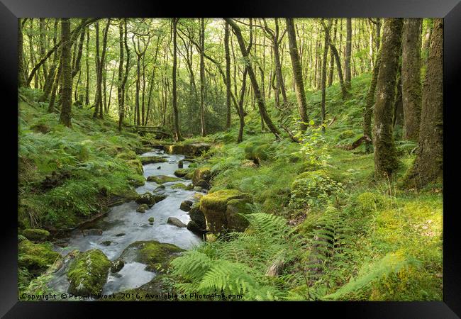 Stream In The Forest Framed Print by Pete Holyoak