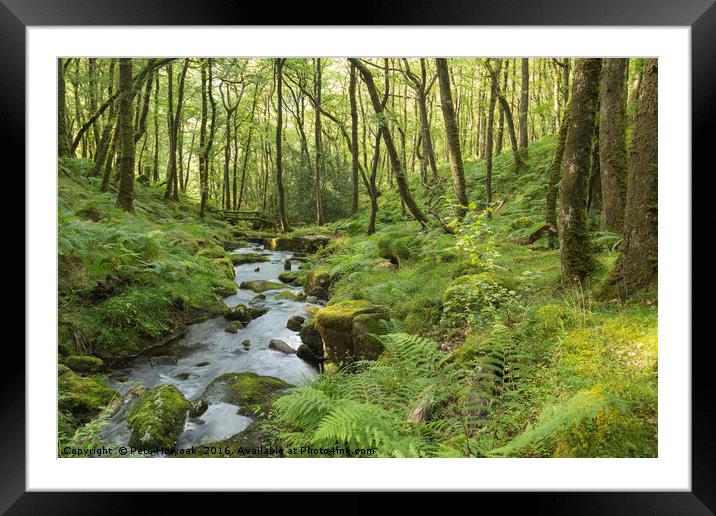 Stream In The Forest Framed Mounted Print by Pete Holyoak