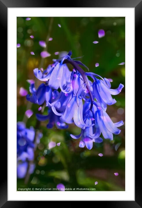 Enchanting Bluebells Framed Mounted Print by Beryl Curran