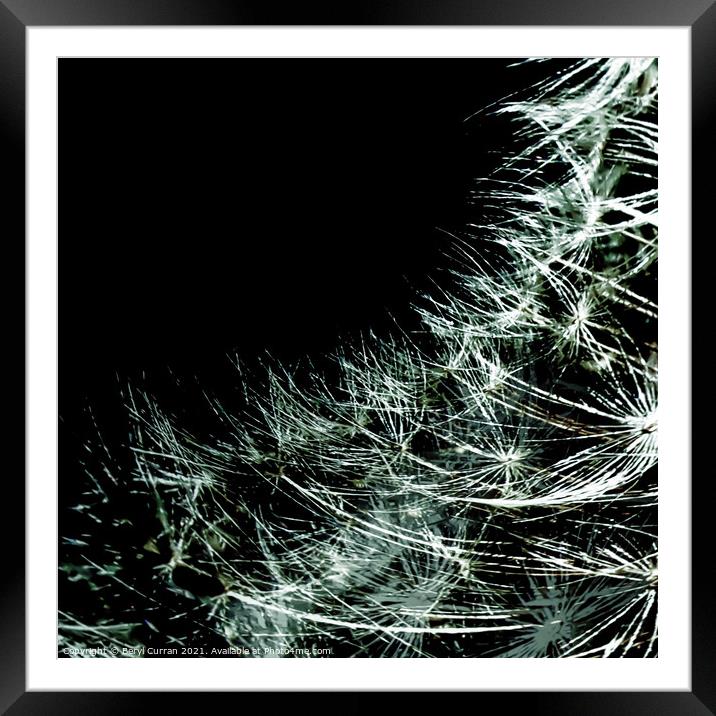 Ethereal Dandelion Seeds Dance in Timeless Black a Framed Mounted Print by Beryl Curran