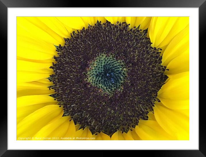 Radiant Beauty Framed Mounted Print by Beryl Curran