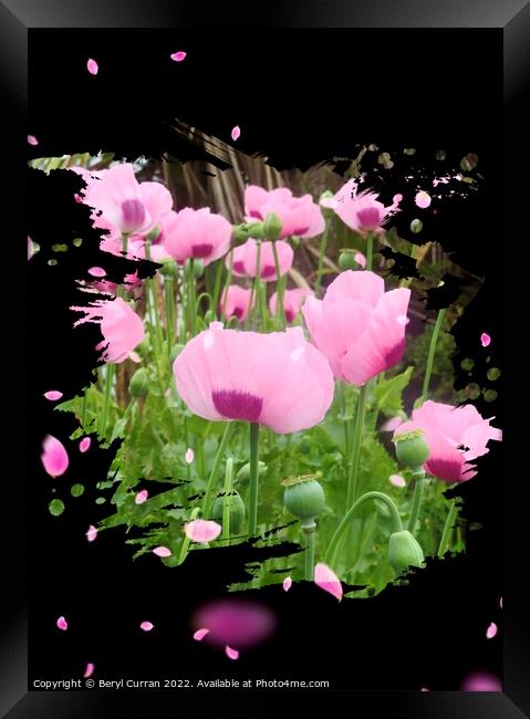 Dancing Pink Poppies Framed Print by Beryl Curran