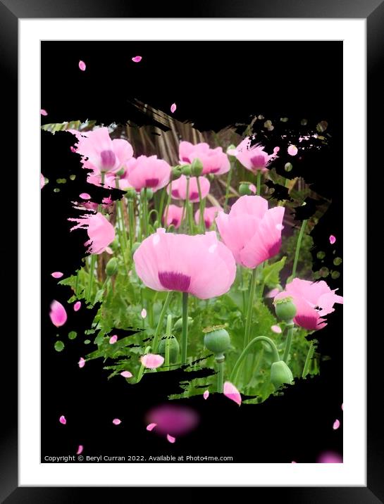 Dancing Pink Poppies Framed Mounted Print by Beryl Curran
