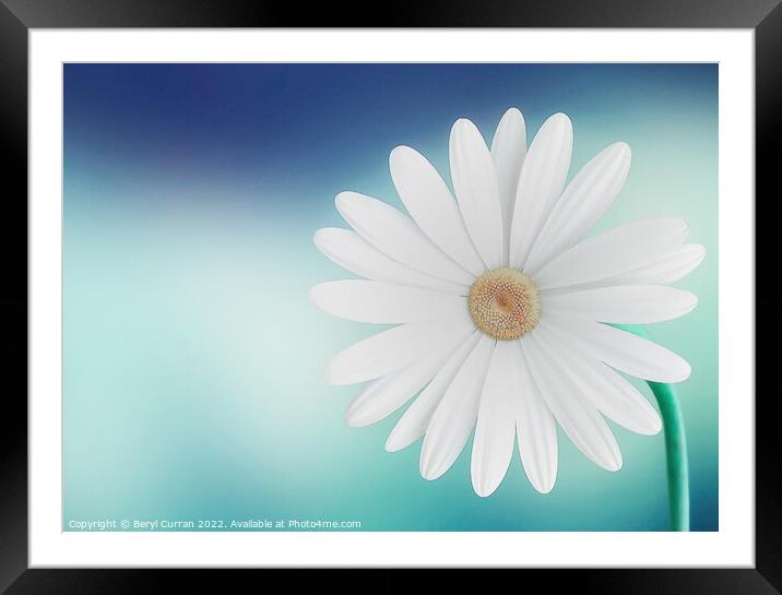 Graceful Daisy on Blue Background Framed Mounted Print by Beryl Curran