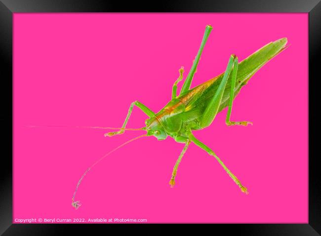 Vibrant Green Grasshopper  Framed Print by Beryl Curran